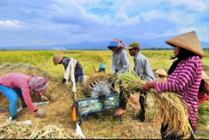 Dua Tahun Terakhir, Produksi Padi Sawah Meningkat