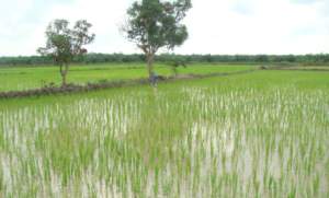 Berikut Data Lengkap Luas Padi Sawah yang Gagal Panen di Sultra