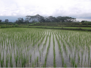Luas Lahan Padi Sawah Capai 3.114 Hektar Gagal Panen