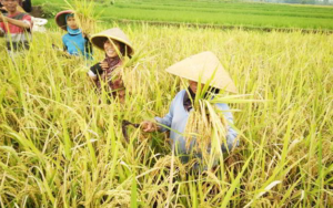 Dua Tahun Terakhir, Produksi Padi Meningkat, Capai 732.794 Ton