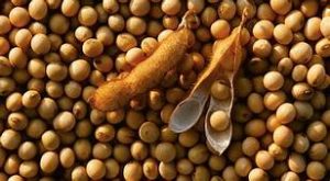 Begini Produksi Kedelai Tiga Tahun Terakhir di Sultra