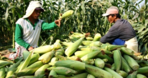 Ini Data Lengkap Produski Jagung 17 Kabupaten/Kota di Sultra