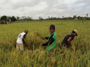 6 Kabupaten Ini Memiliki Luas Panen Terbesar di Sultra