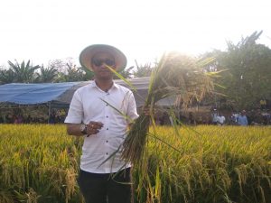 Gempur Dan BPSB Sultra Panen Padi Impari 39 di Buton Utara