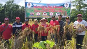 Panen Raya Padi Organik, Dinas Pertanian Butur Tertarik Kembangkan Pertanian Sawah Organik