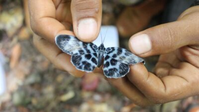 Biodiversitas Pulau Wawonii Terjaga, Sektor Swasta Ambil Peran Penting