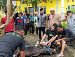 Andi Sumangerukka Serahkan 40 Hewan Kurban Untuk Masyarakat Sultra di Momen Idul Adha 1445 H