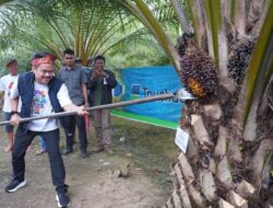 Panen Raya Sawit di Kecamatan Lambandia, Bupati Abd Azis Dukung Penuh Pola Perkebunan Rakyat Koltim