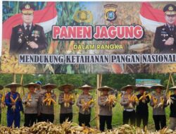 Polda Sultra Panen Jagung dan Tebar 1.000 Benih Ikan di Lahan Brimob, Dukung Ketahanan Pangan Nasional