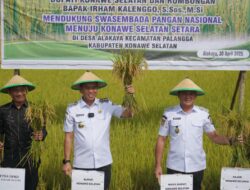 Panen Raya di Desa Alakaya, Sinergi Bupati dan Petani Milenial Wujudkan Swasembada Pangan Konawe Selatan