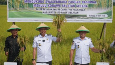 Panen Raya di Desa Alakaya, Sinergi Bupati dan Petani Milenial Wujudkan Swasembada Pangan Konawe Selatan