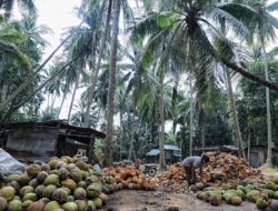 Pertanian Kian Terpuruk, Wawonii Butuh Dorongan Ekonomi Baru dari Investasi