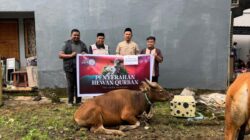 Idul Adha 1447 H, The Park Kendari Bagikan Sapi Kurban