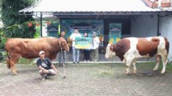 Iduladha 2026, Telkomsel Salurkan 109 Sapi dan 481 Kambing