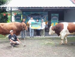 Iduladha 2026, Telkomsel Salurkan 109 Sapi dan 481 Kambing