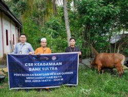 Bank Sultra Distribusikan 23 Sapi Kurban ke 17 Daerah Sultra