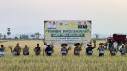 Panen MT II di Baruga, Pemkot Kendari Dorong Penguatan Pertanian dan Ketahanan Pangan