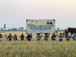 Panen MT II di Baruga, Pemkot Kendari Dorong Penguatan Pertanian dan Ketahanan Pangan